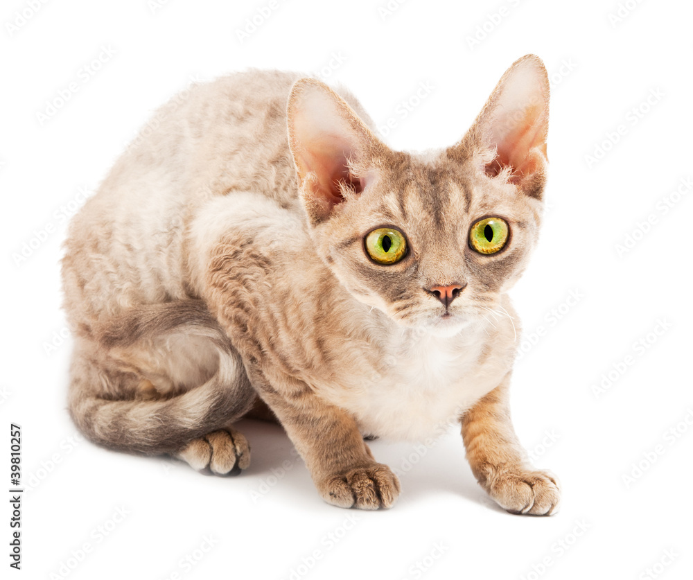 Cat Devon Rex Cat Devon Rex