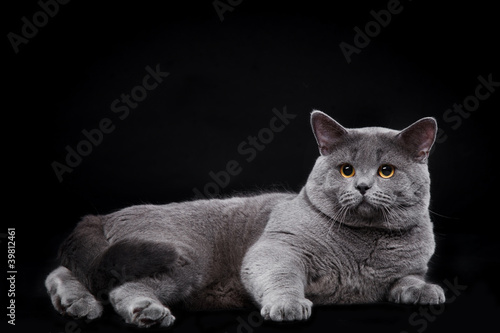 British Shorthair at the studio on black background photo