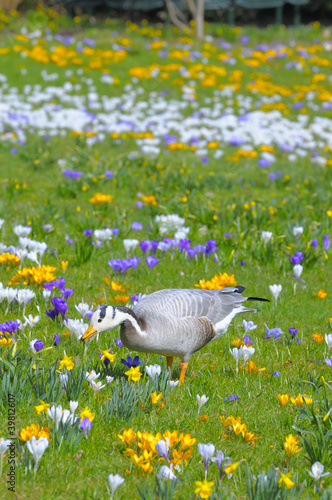 Indische Gans auf Frühlingswiese photo