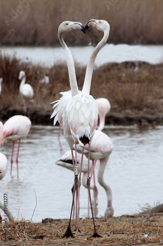 Brouille de jeunes flamants photo