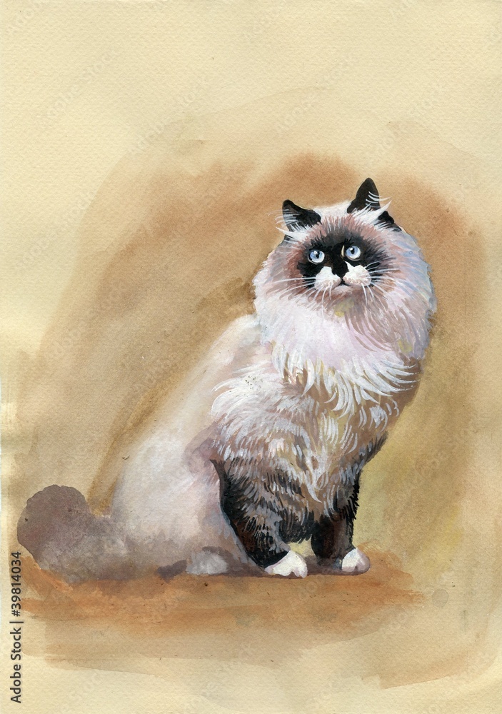 Obraz premium Blue-eyed cat