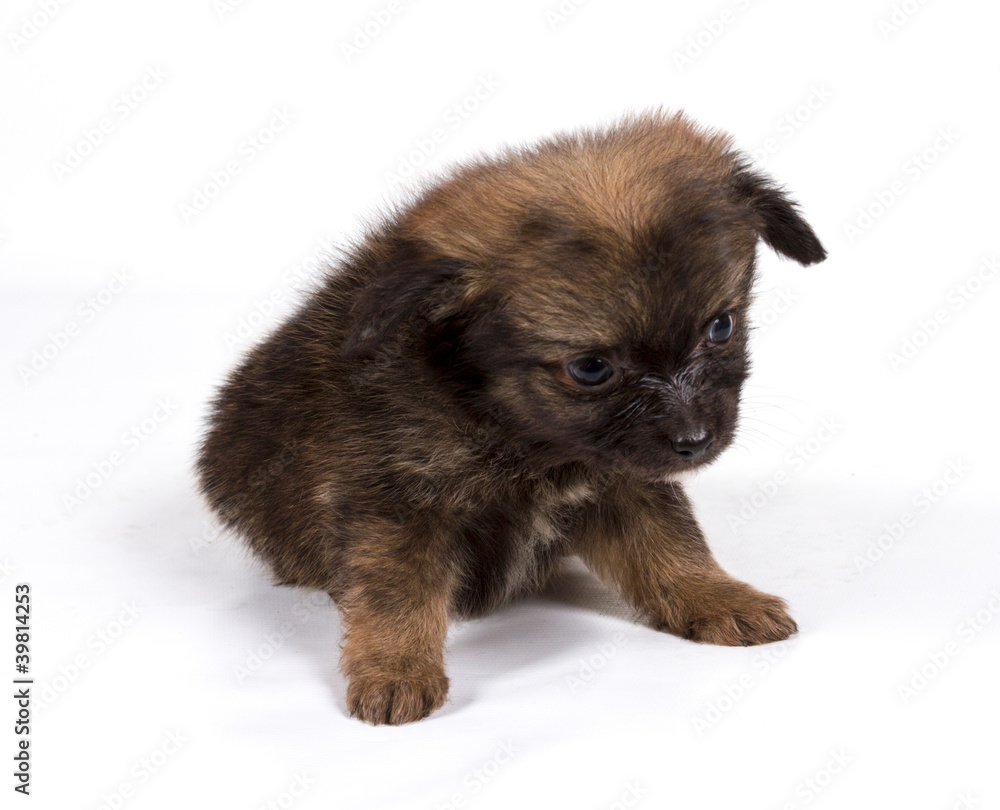 Pomeranian Spitz puppy on a white background Pomeranian Spitz puppy on a white background
