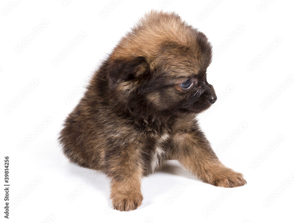Pomeranian Spitz puppy on a white background Pomeranian Spitz puppy on a white background