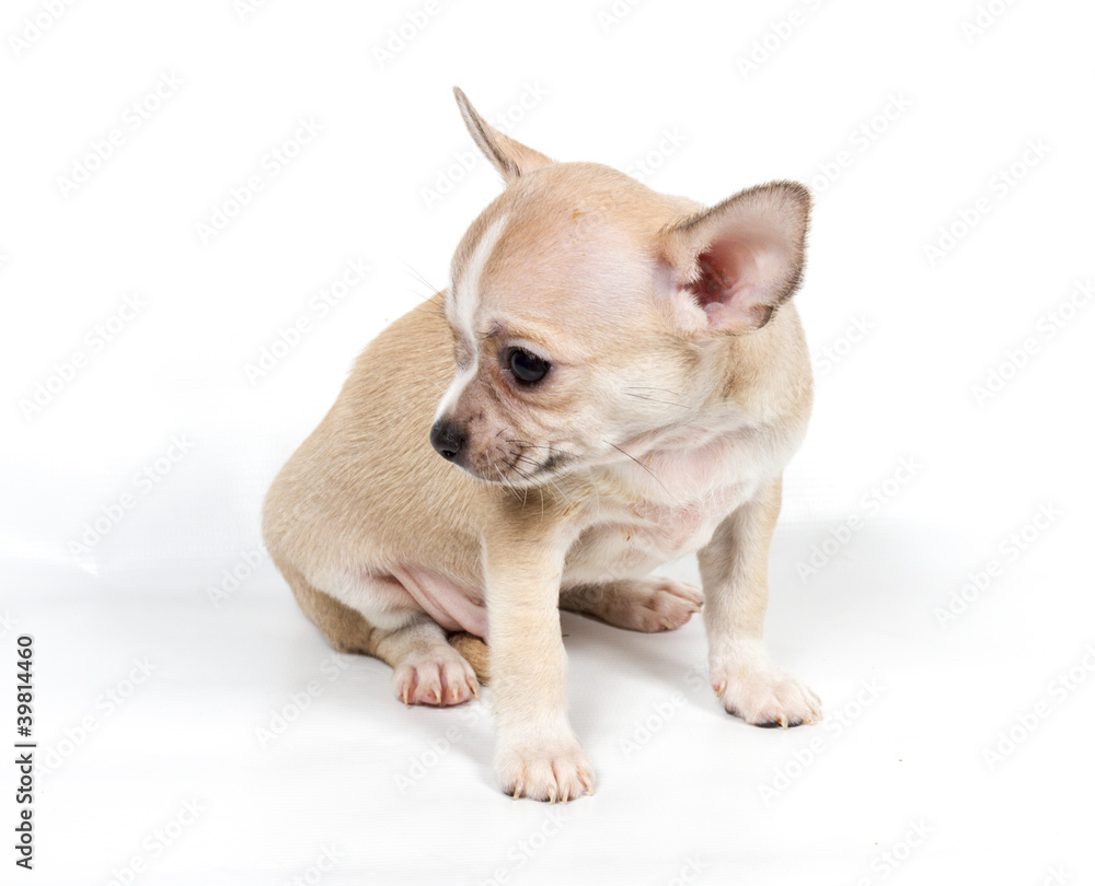 Chihuahua puppy in front of white background Chihuahua puppy in front of white background