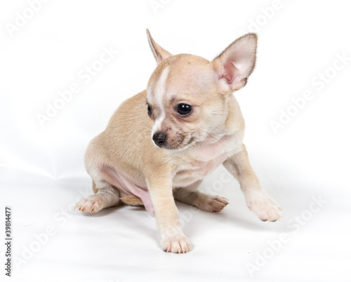 Chihuahua puppy in front of white background © Andrey Starostin