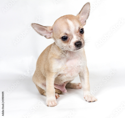 Chihuahua puppy in front of white background © Andrei Starostin