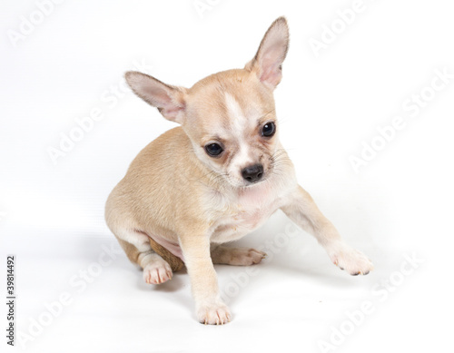 Chihuahua puppy in front of white background © Andrei Starostin