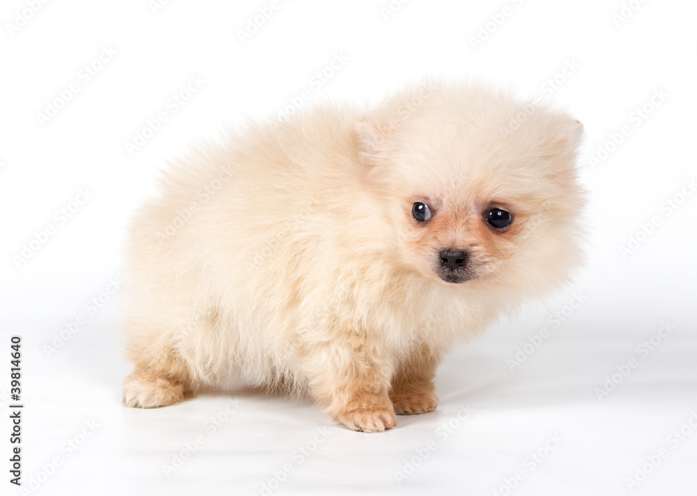 Pomeranian Spitz puppy on a white background Pomeranian Spitz puppy on a white background