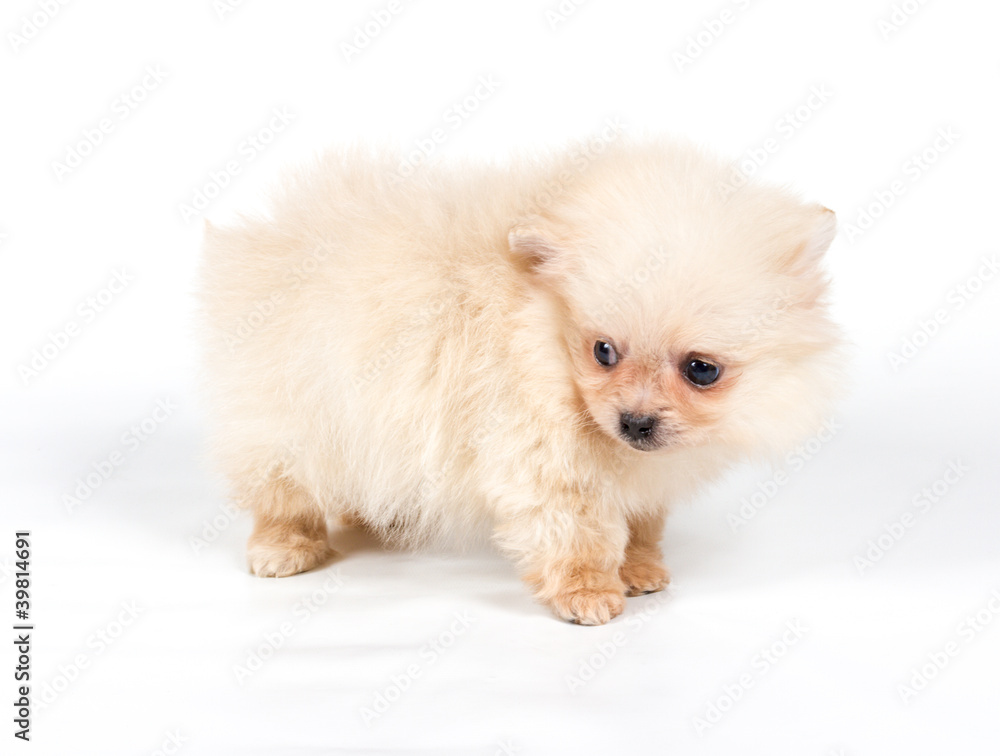 Pomeranian Spitz puppy on a white background Pomeranian Spitz puppy on a white background