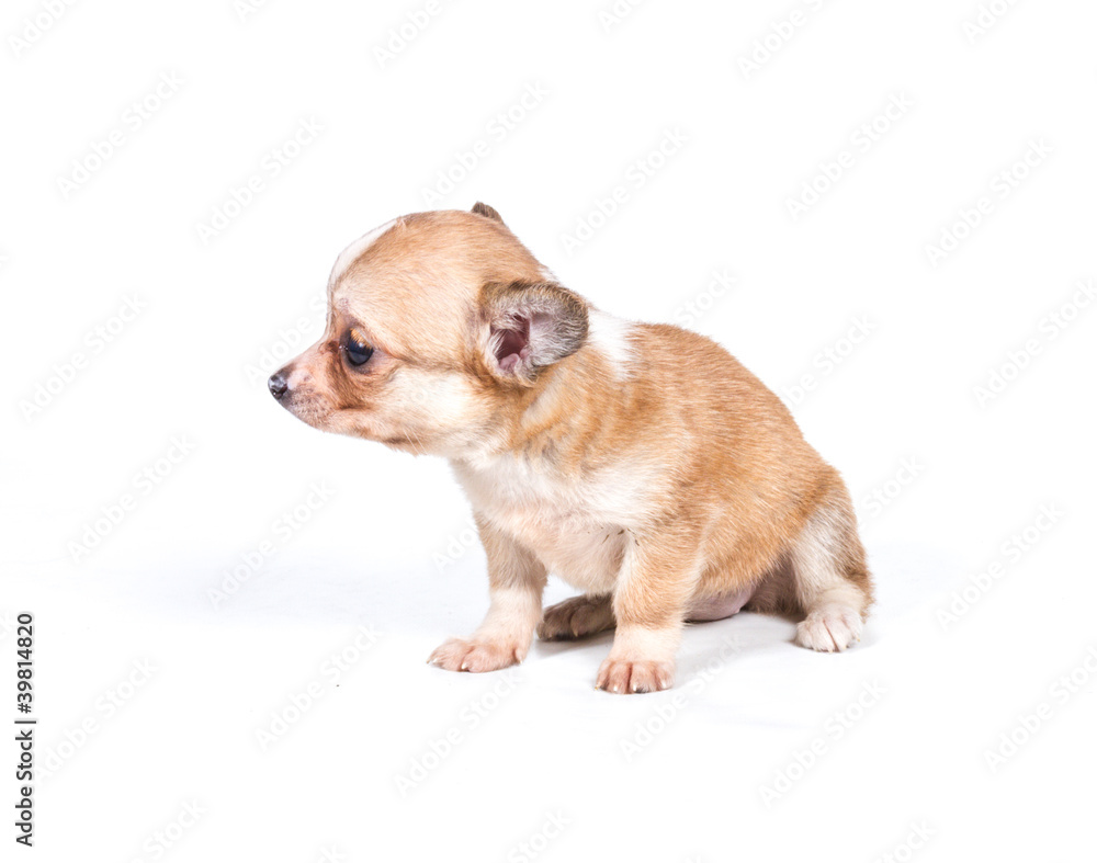 chihuahua puppy (3 months) in front of a white background