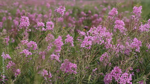 Meadow with flowers - Wind in Grass