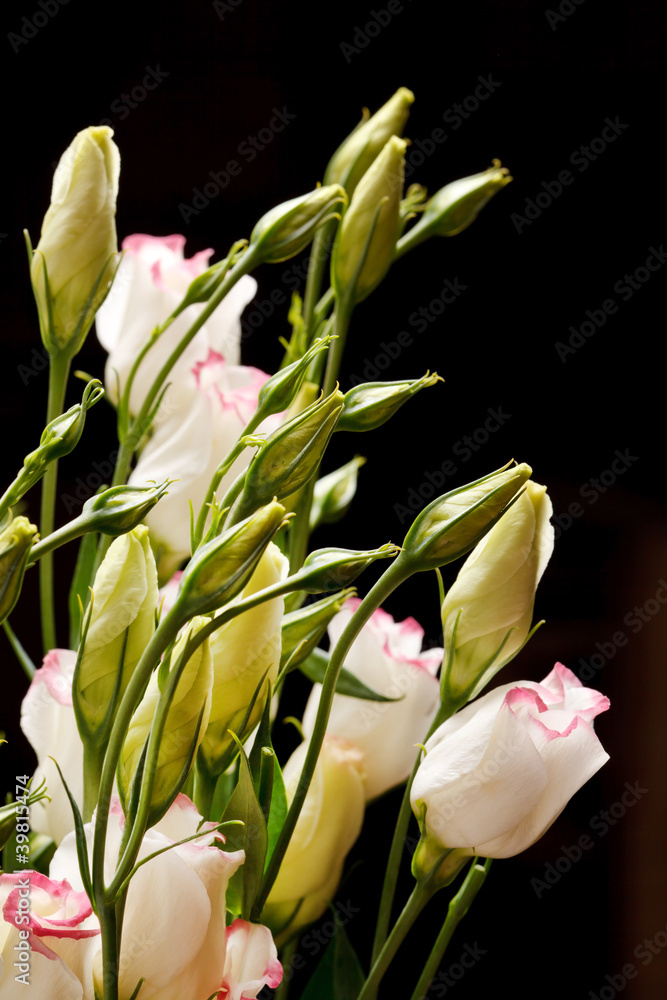 Fototapeta premium nice flowers