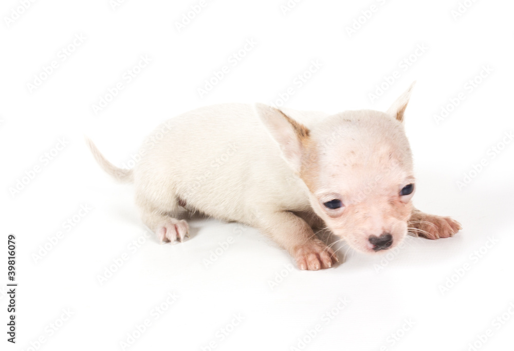 chihuahua puppy chihuahua puppy