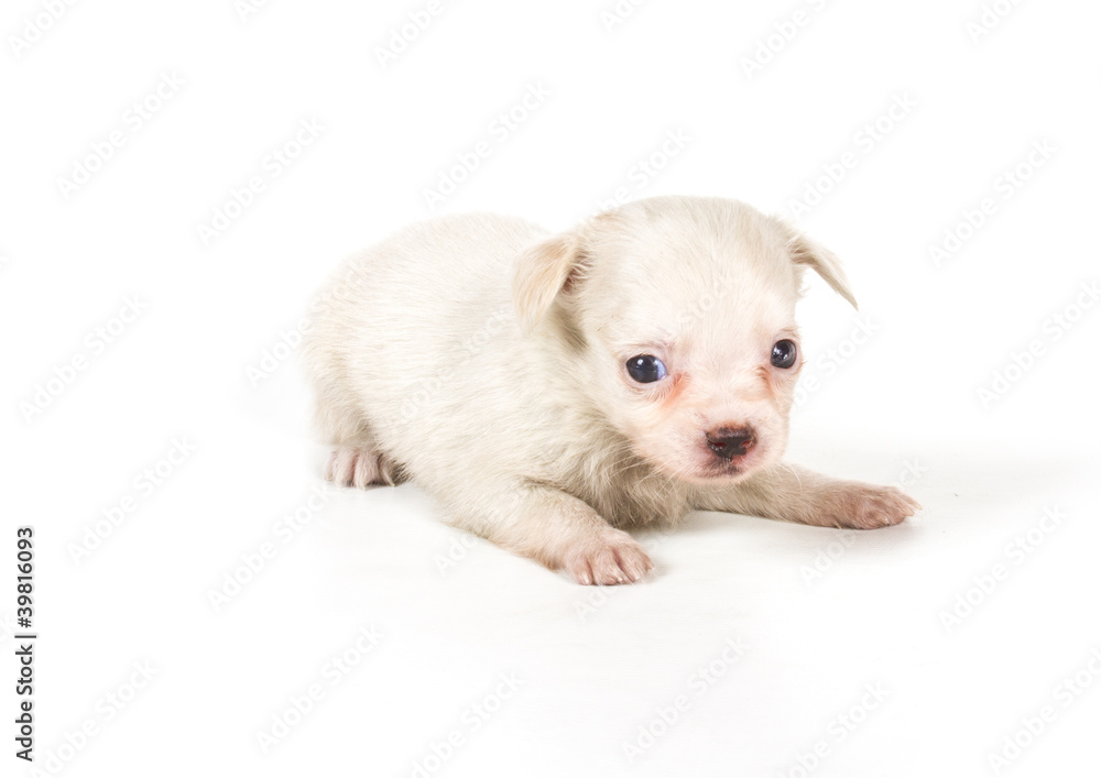 chihuahua puppy