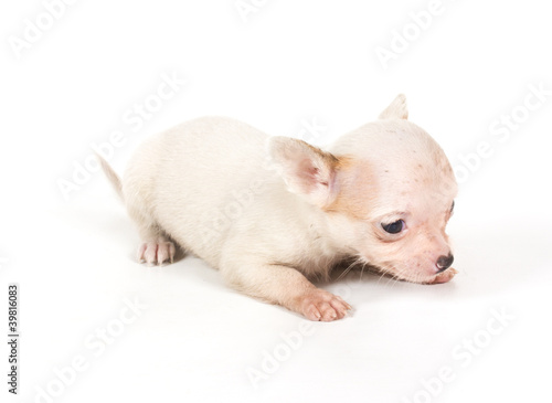 chihuahua puppy