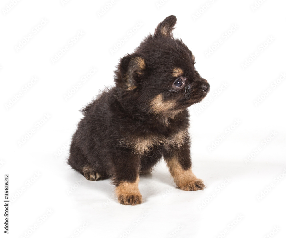 Spitz puppy in front of white background . Pomeranian dog isolat Spitz puppy in front of white background . Pomeranian dog isolat