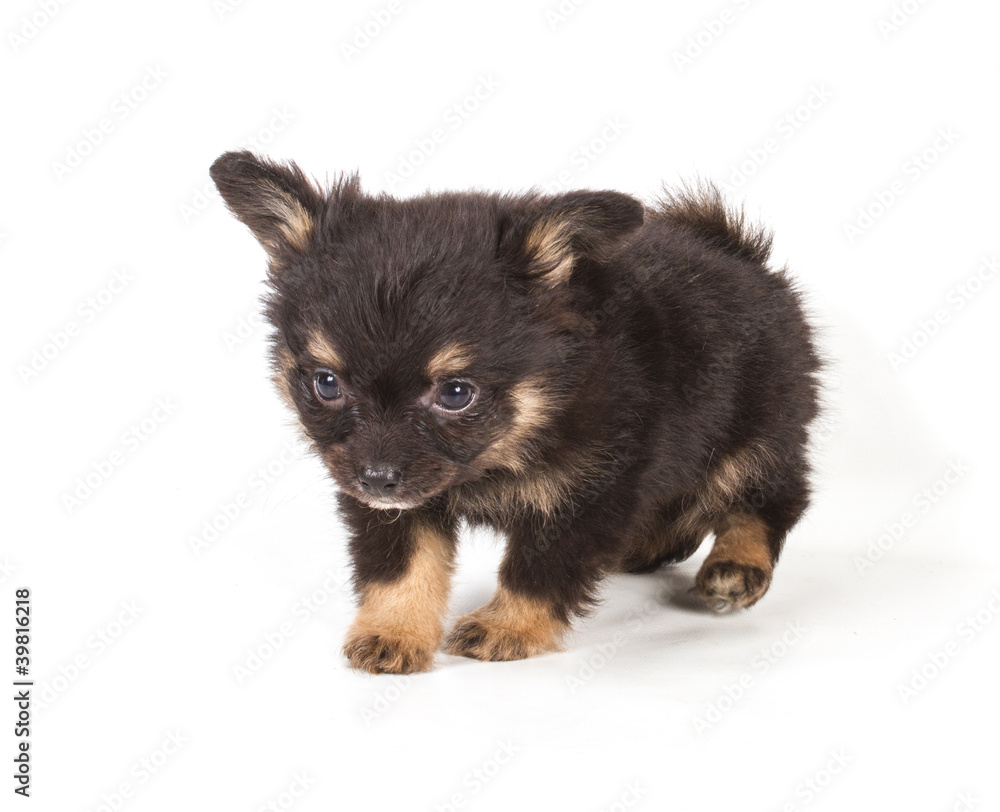 Obraz premium Spitz puppy in front of white background . Pomeranian dog isolat