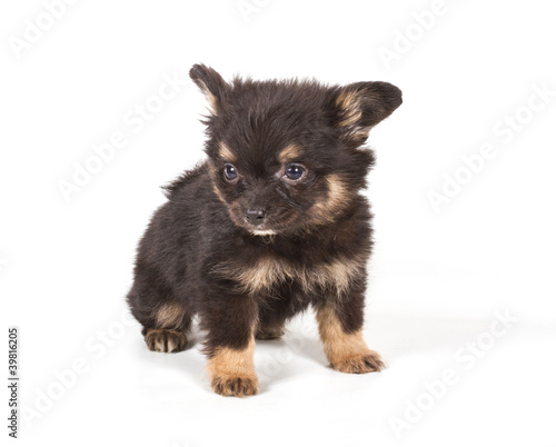 Spitz puppy in front of white background . Pomeranian dog isolat