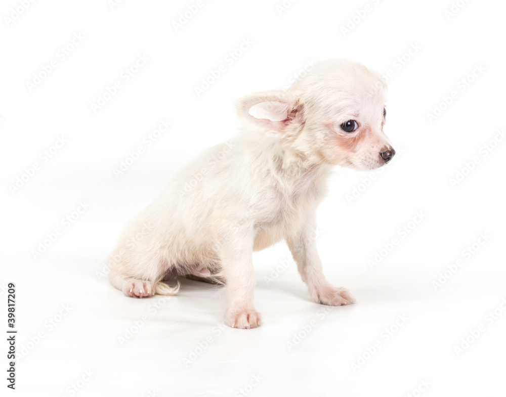 Funny puppy Chihuahua poses on a white background