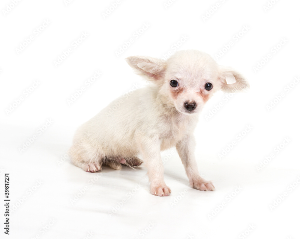Funny puppy Chihuahua poses on a white background Funny puppy Chihuahua poses on a white background