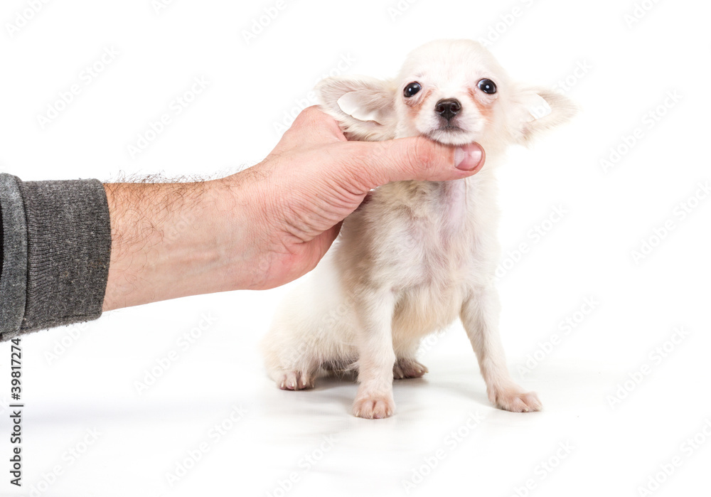 Funny puppy Chihuahua poses on a white background Funny puppy Chihuahua poses on a white background