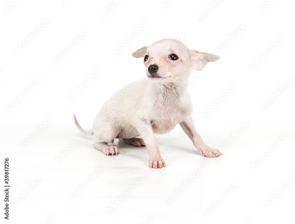 Funny puppy Chihuahua poses on a white background