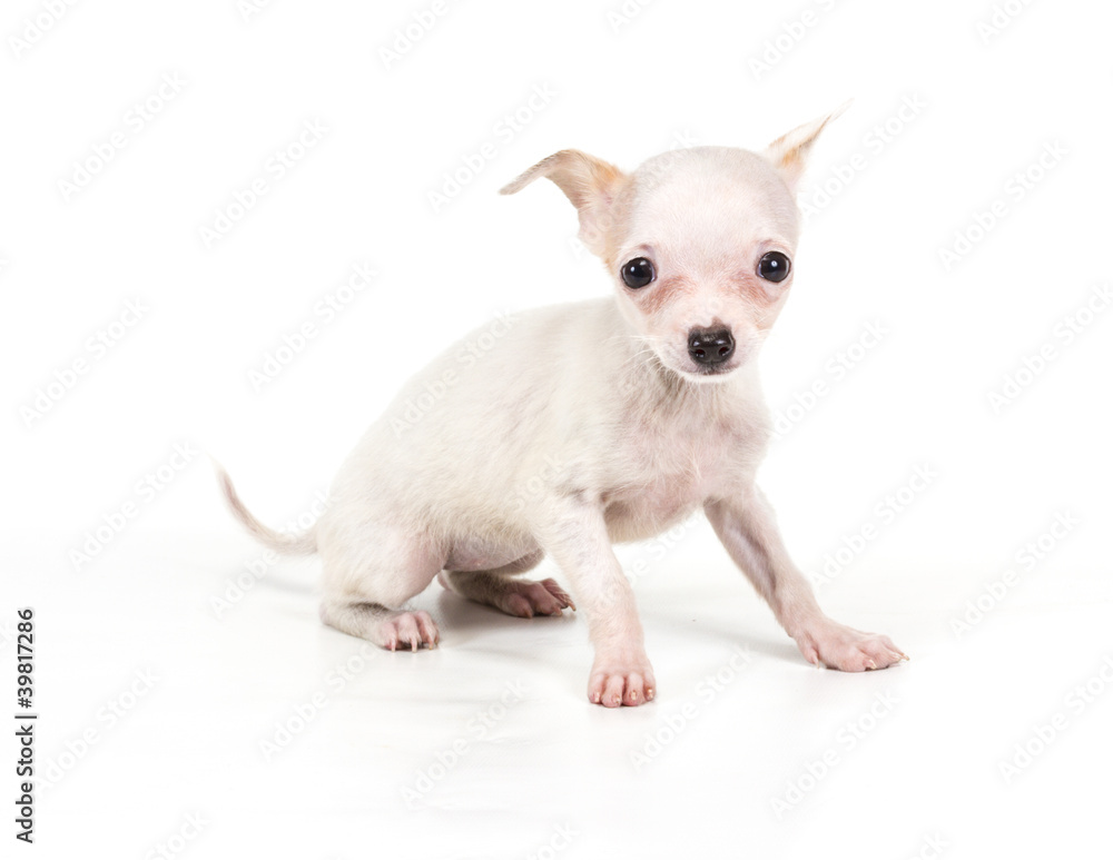 Funny puppy Chihuahua poses on a white background Funny puppy Chihuahua poses on a white background