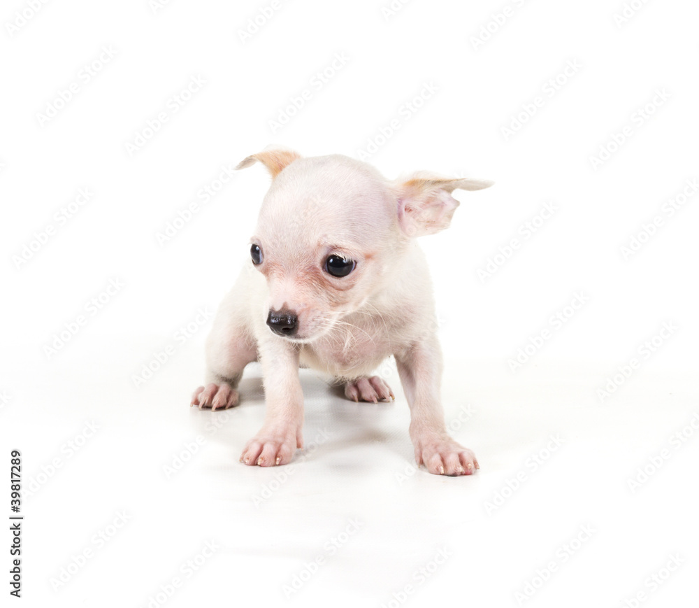 Funny puppy Chihuahua poses on a white background