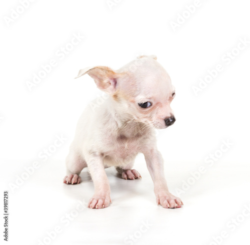 Funny puppy Chihuahua poses on a white background