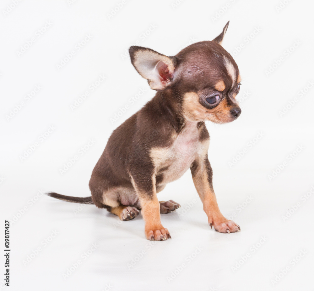 Funny puppy Chihuahua poses on a white background Funny puppy Chihuahua poses on a white background