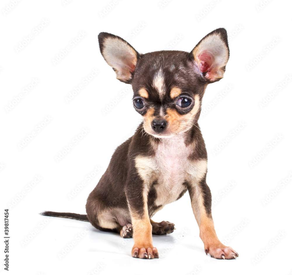 Funny puppy Chihuahua poses on a white background