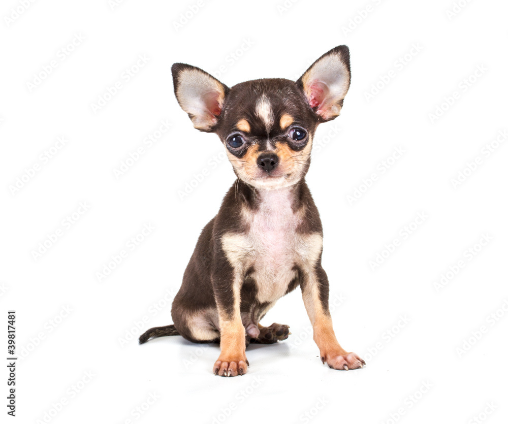 Funny puppy Chihuahua poses on a white background Funny puppy Chihuahua poses on a white background