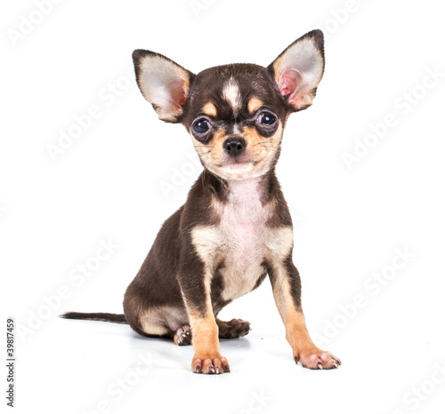 Funny puppy Chihuahua poses on a white background