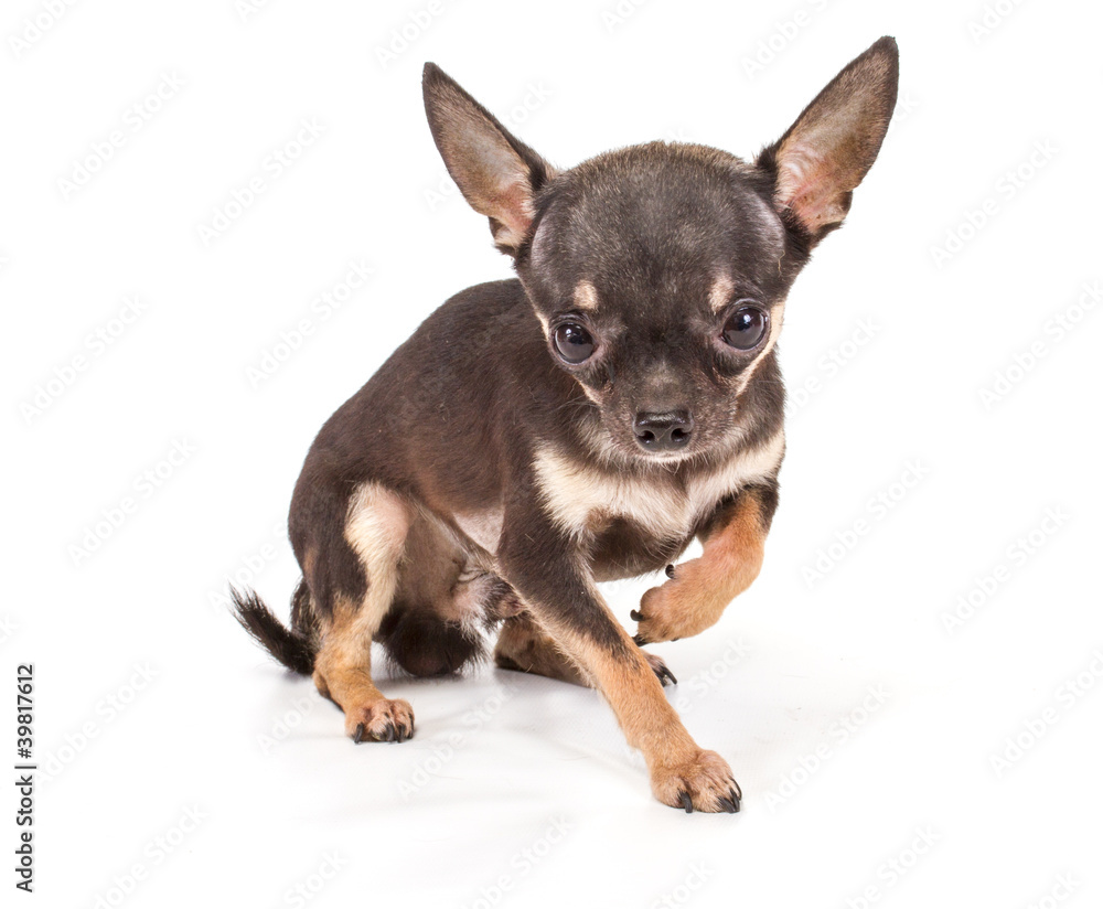 Funny puppy Chihuahua poses on a white background