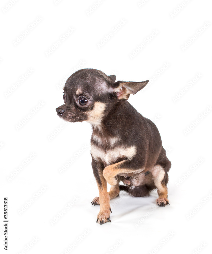 Funny puppy Chihuahua poses on a white background Funny puppy Chihuahua poses on a white background