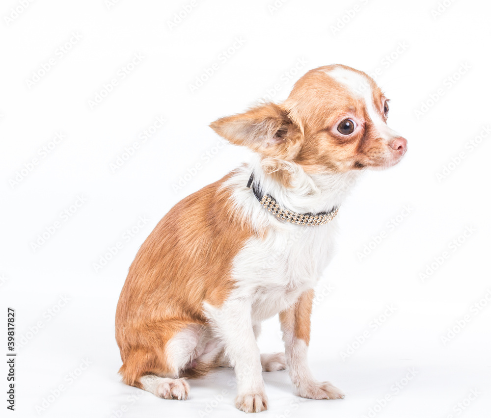 Funny puppy Chihuahua poses on a white background Funny puppy Chihuahua poses on a white background