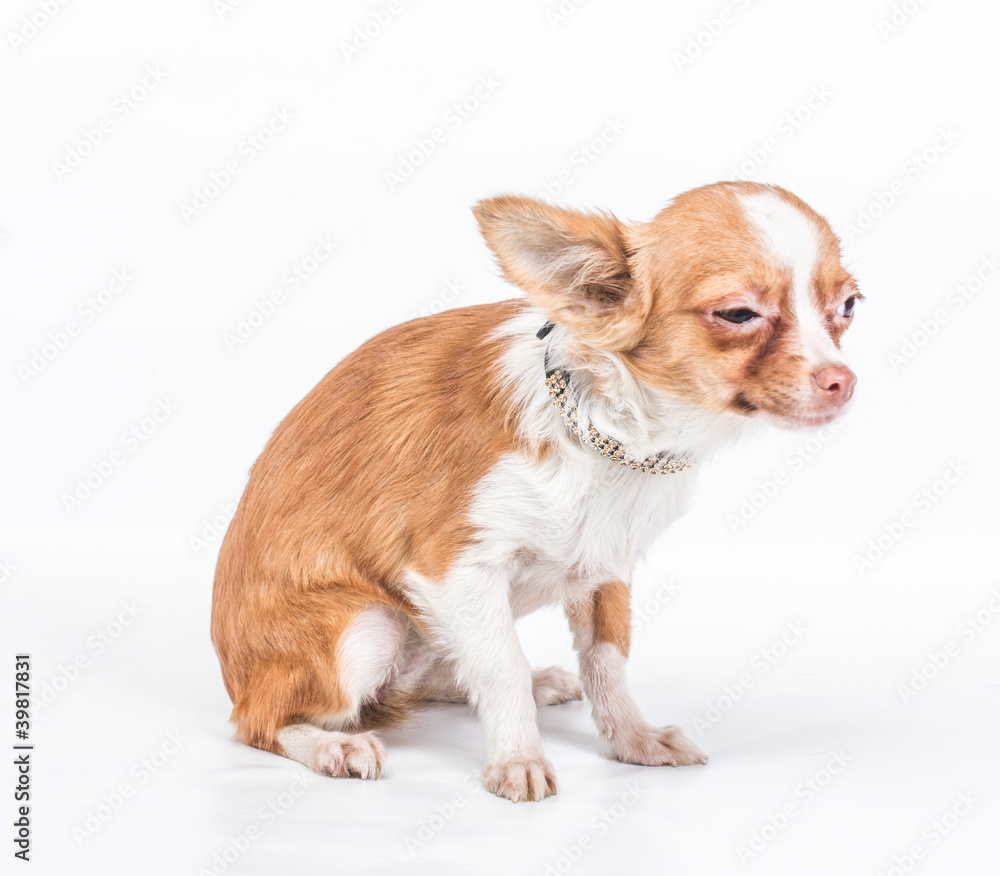 Funny puppy Chihuahua poses on a white background Funny puppy Chihuahua poses on a white background