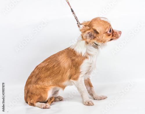 Funny puppy Chihuahua poses on a white background © Andrei Starostin