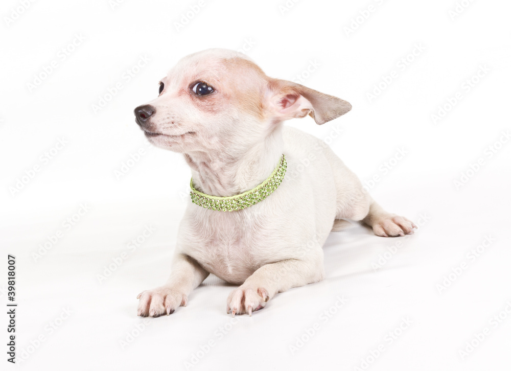 Funny puppy Chihuahua poses on a white background Funny puppy Chihuahua poses on a white background