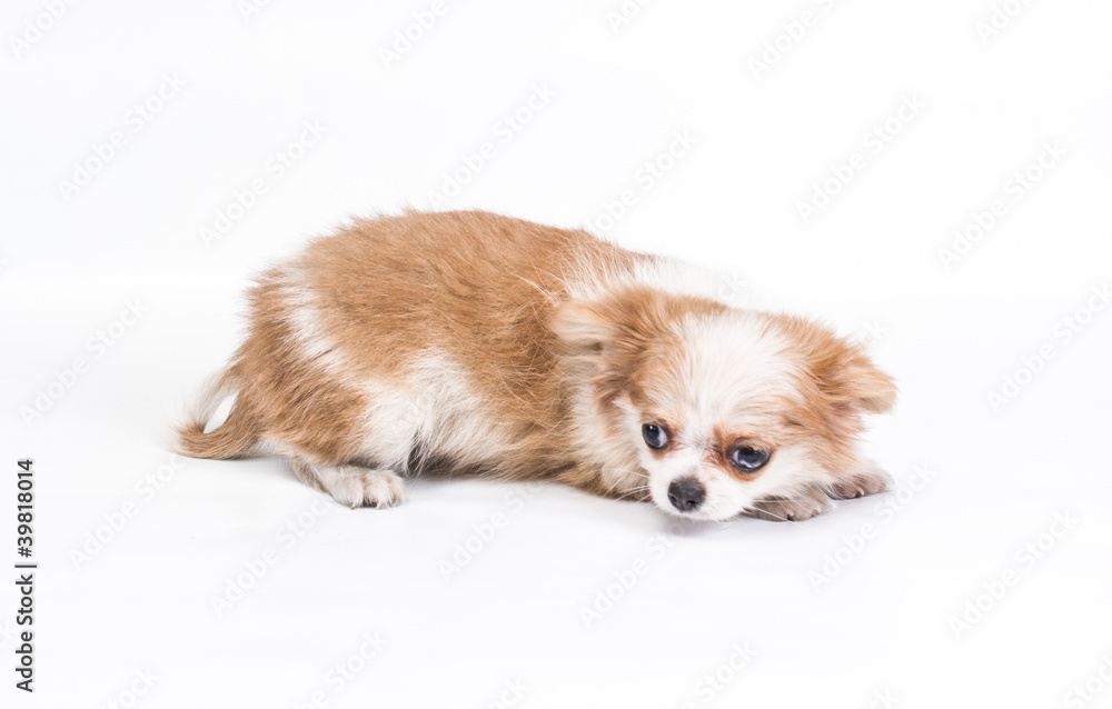Funny puppy Chihuahua poses on a white background Funny puppy Chihuahua poses on a white background