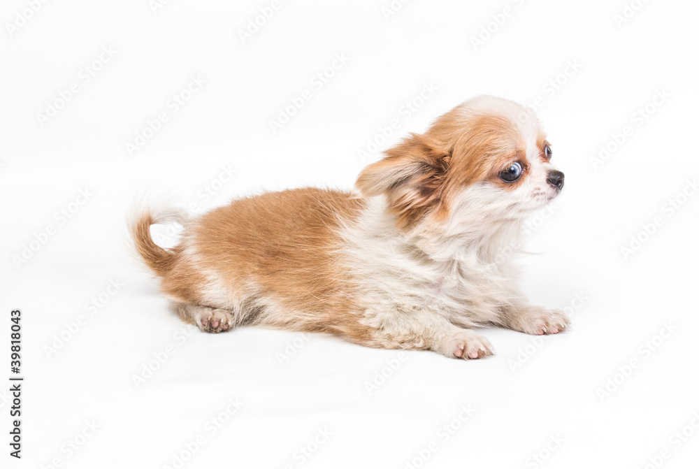 Funny puppy Chihuahua poses on a white background