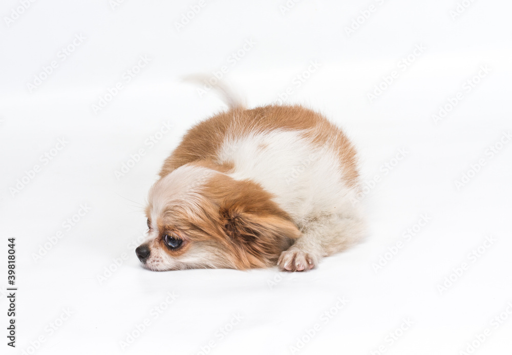 Funny puppy Chihuahua poses on a white background