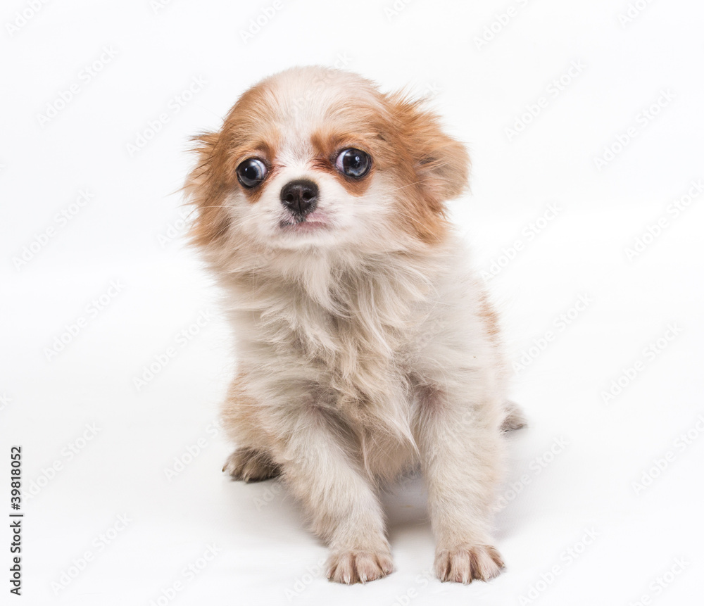 Funny puppy Chihuahua poses on a white background Funny puppy Chihuahua poses on a white background