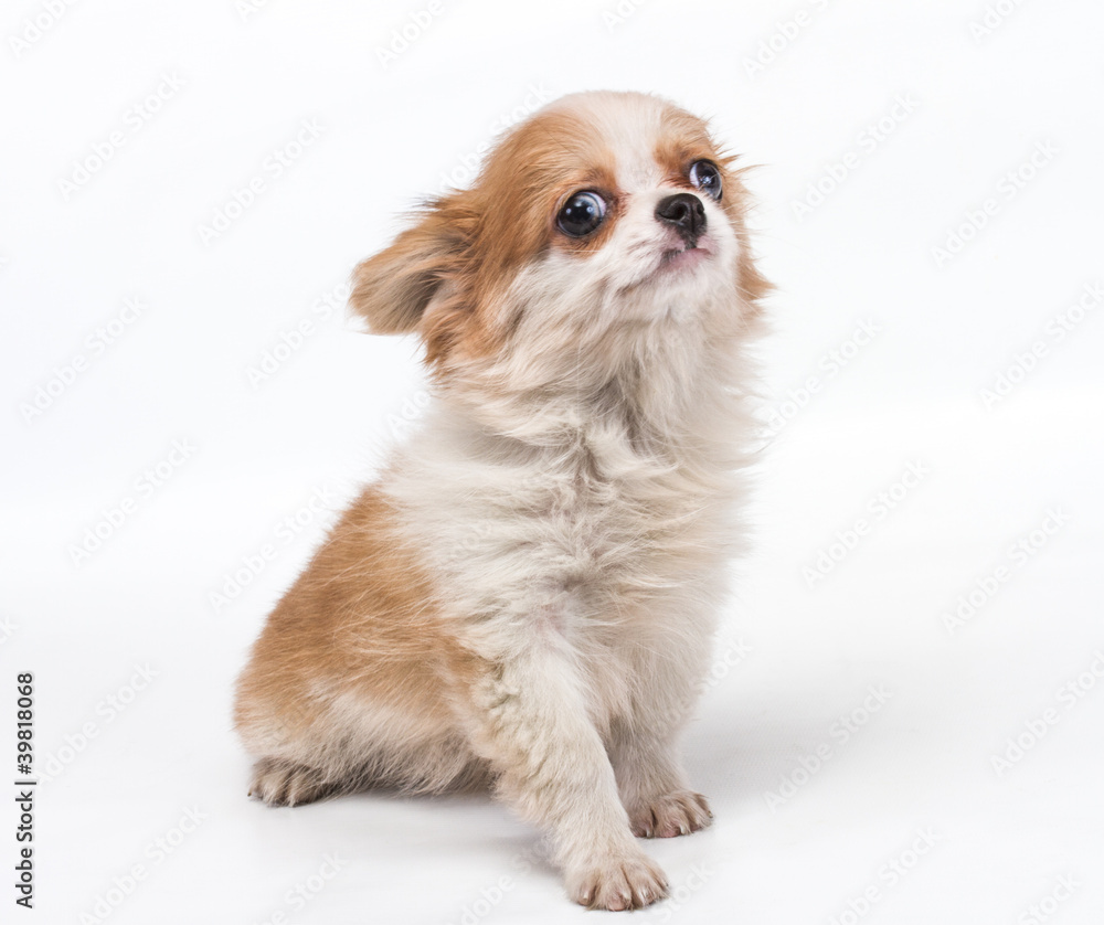 Funny puppy Chihuahua poses on a white background Funny puppy Chihuahua poses on a white background