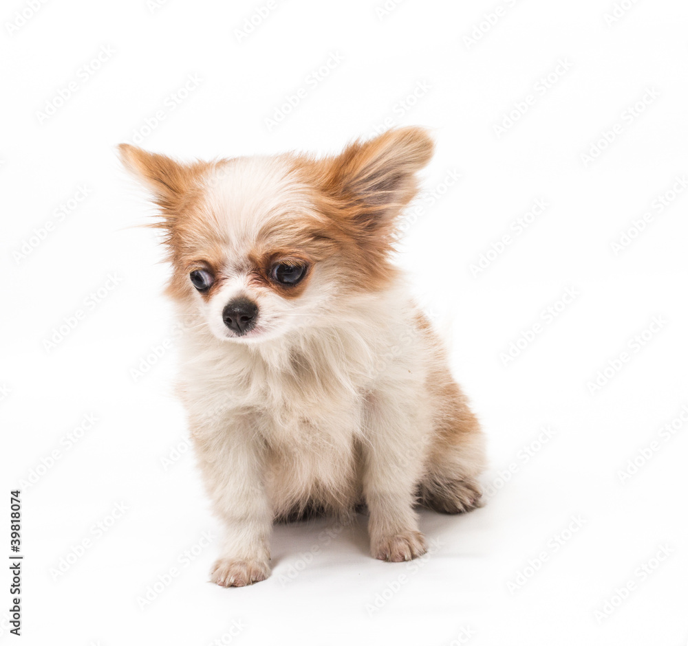 Funny puppy Chihuahua poses on a white background Funny puppy Chihuahua poses on a white background