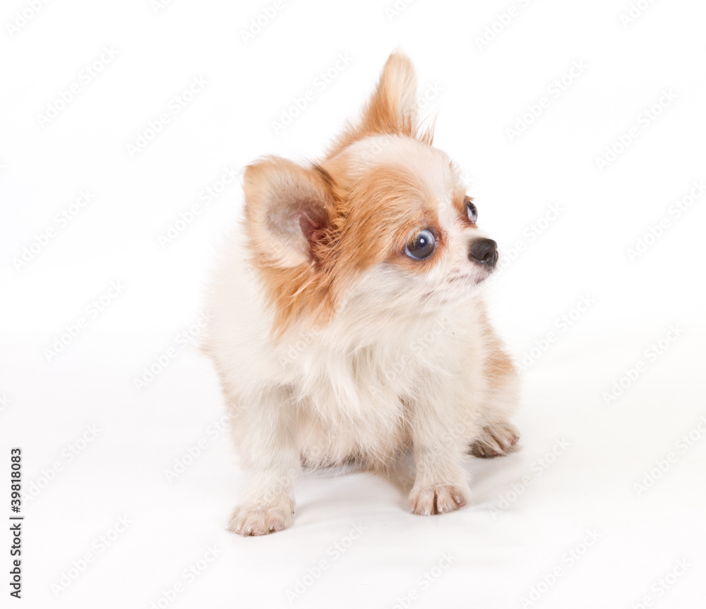 Funny puppy Chihuahua poses on a white background Funny puppy Chihuahua poses on a white background