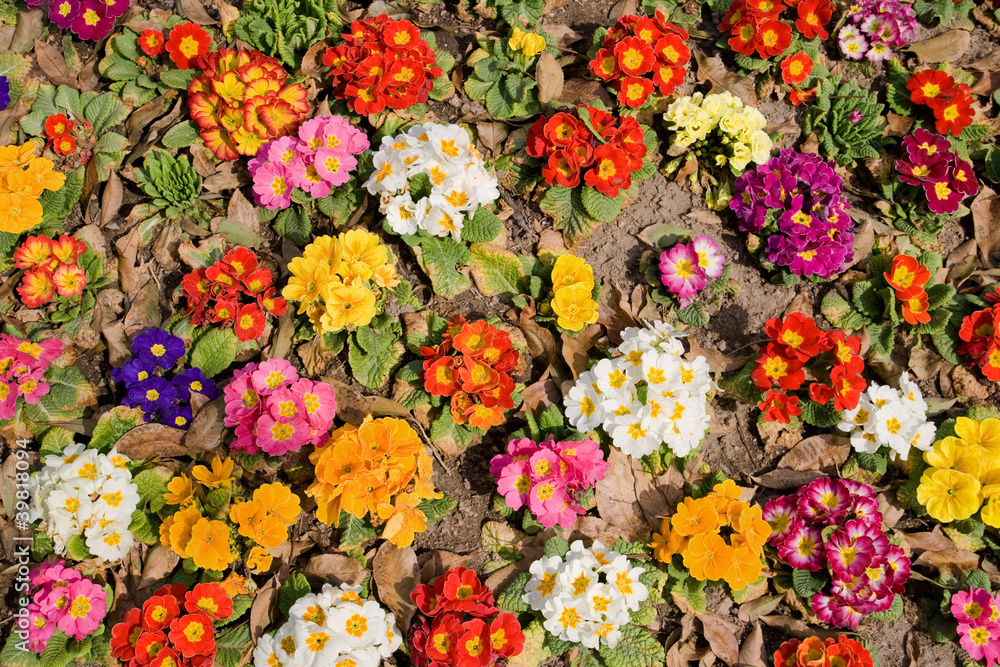 Multicolored flowers Multicolored flowers