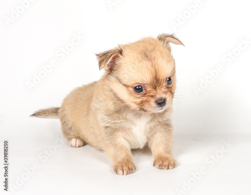 Chihuahua puppy on white background