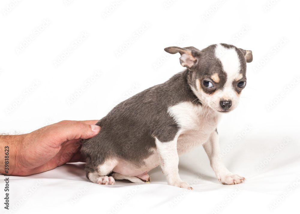 Chihuahua puppy on white background