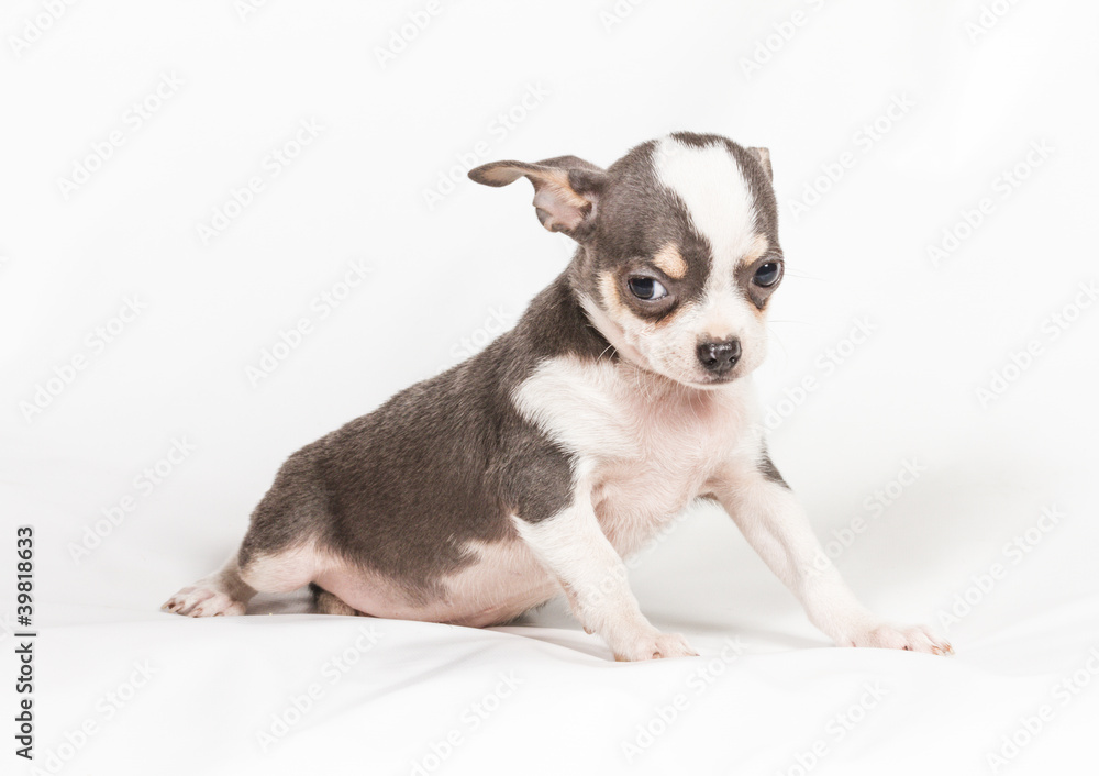 Chihuahua puppy on white background Chihuahua puppy on white background